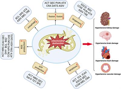 Natural compounds targeting mitochondrial dysfunction: emerging therapeutics for target organ damage in hypertension